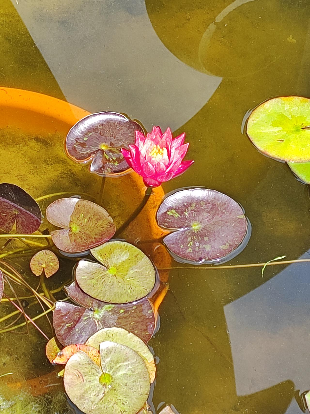 睡莲与荷花

夏日的姐妹花，开在高温下，养心又养眼。