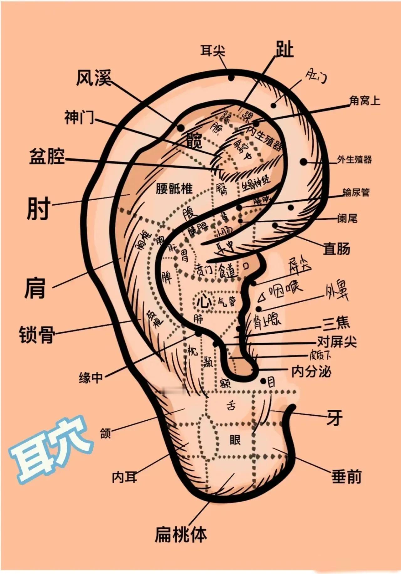 大家好，今天我们来聊聊一个神奇而有趣的医学话题——耳穴。你知道耳朵上隐藏着许多与