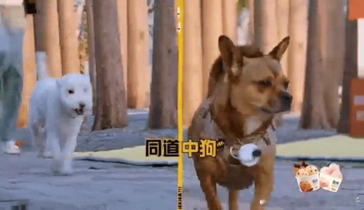 邓超李小冉差点被狗弃养邓超李小冉的狗也这么抽象哈哈哈哈哈 邓超李小冉：我们倒地了