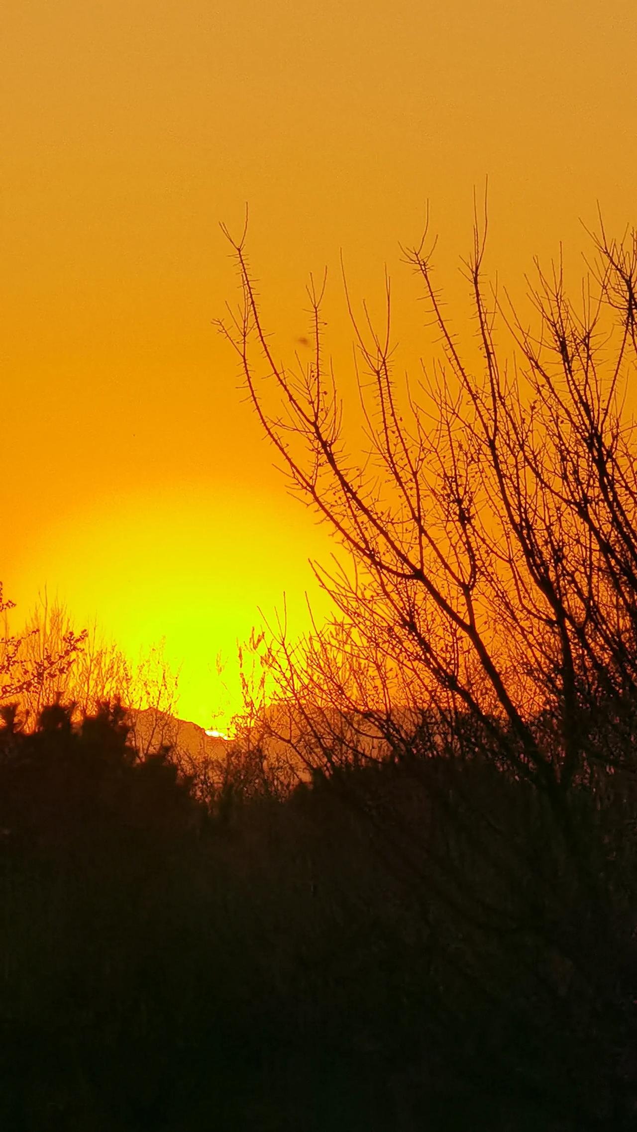 拍泉城||柏乡太行梅园：霞染梅林，剪影成诗
当夕阳的余晖洒落柏乡太行梅园，天地间