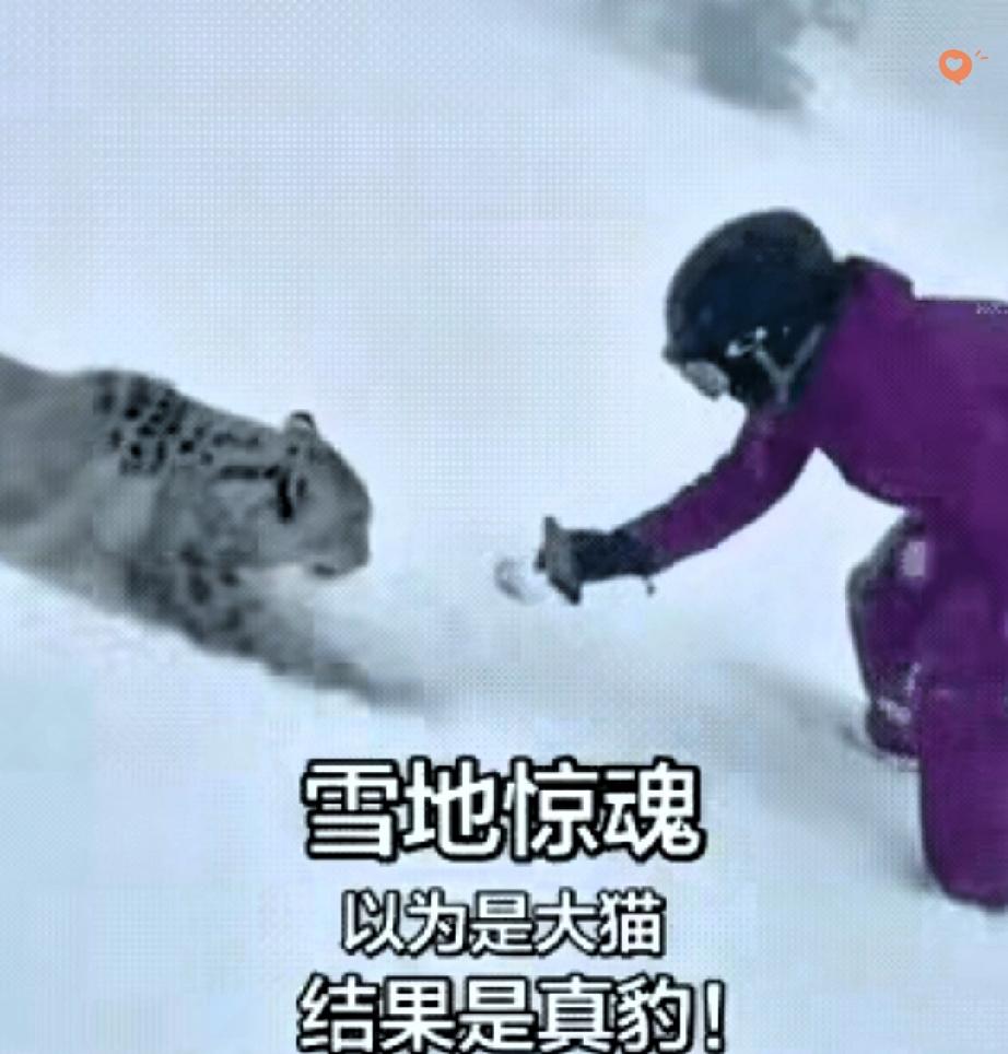 滑雪偶遇野生动物千万别瞎凑！这姑娘的经历简直是警钟敲到心坎里了！
 
一男一女正
