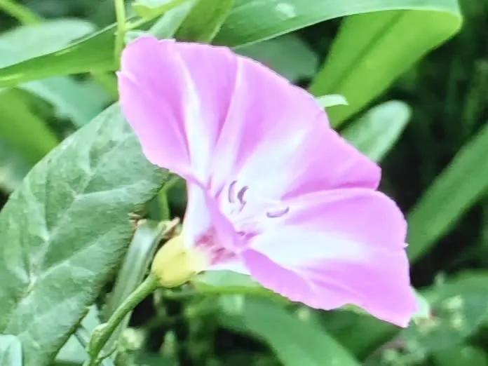 痴情思念向无边
文/冰笑
借梦思君凭栏醉，
难言无语心直碎。
痴情思念向无边，