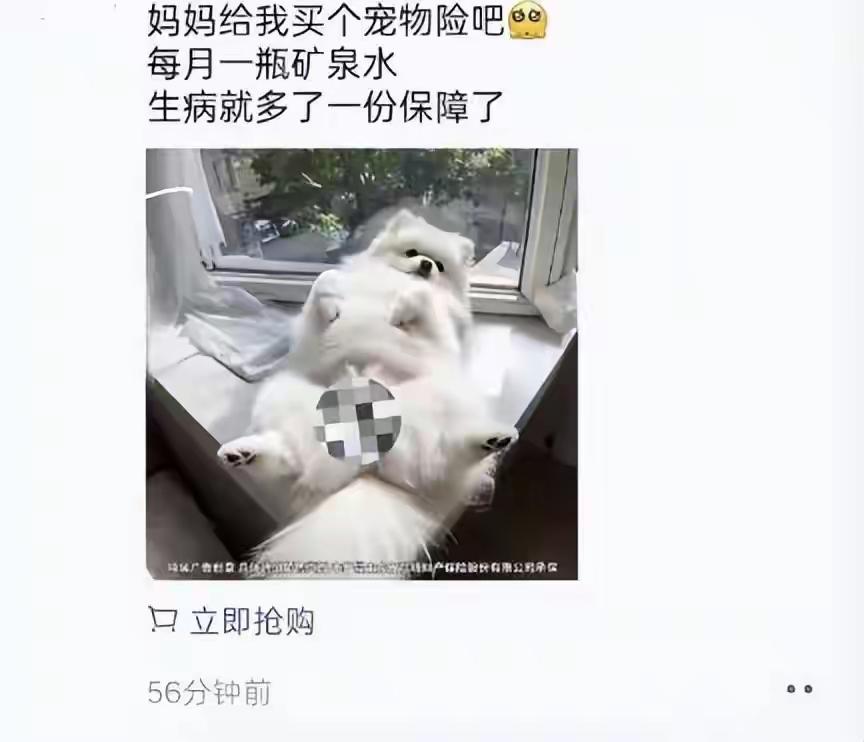 离谱！朋友圈宠物险广告公然辱女，把女性私处P到狗身上！网友怒了：这不是误发，是价