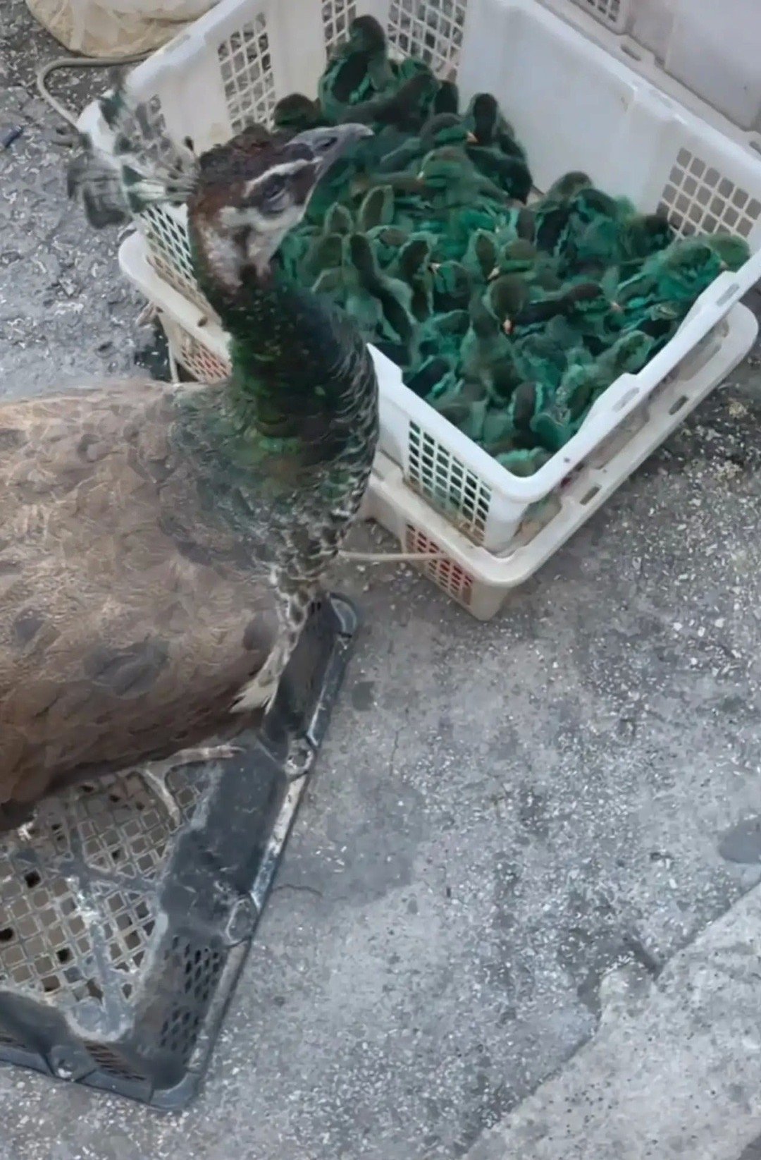 街上看到的，小孔雀10元一只，可以买不[允悲] ​​​