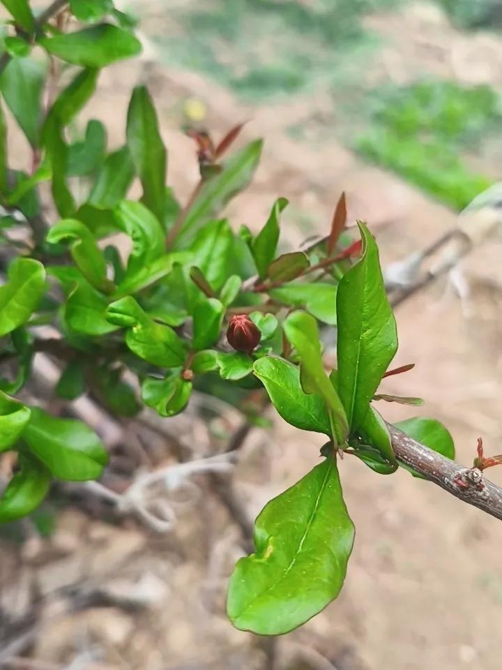 农村拾荒者
小菜园里拍摄的第一朵石榴树的花骨朵。
这一棵小石榴树承载的是近七十多