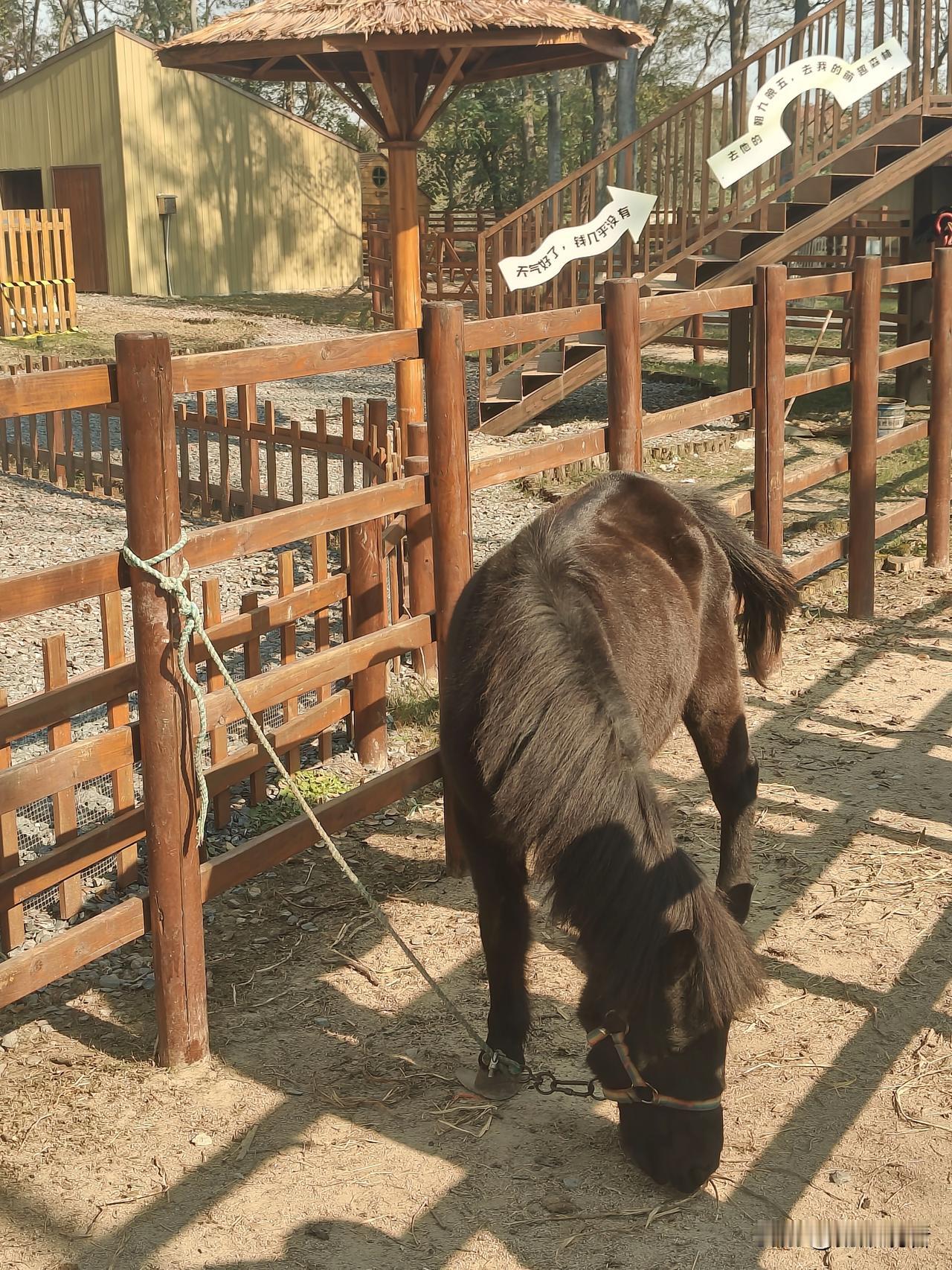 给2026的自己写句话 平安健康常伴，所求皆有回响，日子温柔又明亮🌼