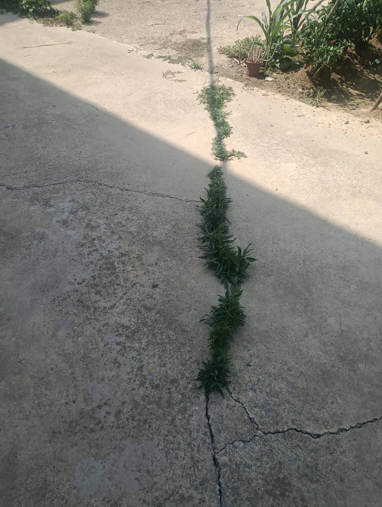 生命的力量。
  在去单位洗手间的路上，我看到了一道靓丽的风景，只见油路里的缝隙