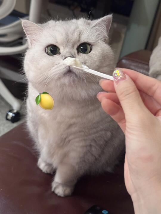 赏猪🐷