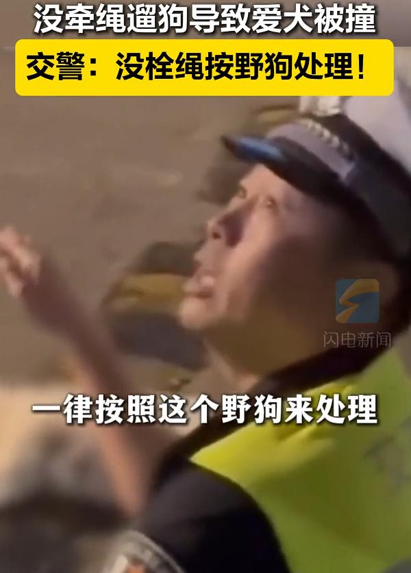 “这就是不拴绳的下场！”9月29日，江苏一市民遛狗不拴绳，结果小狗猛冲上马路被车