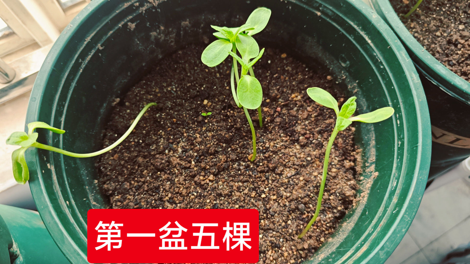 摩登兄弟[超话] 本来想着等向日葵🌻长大一点惊艳所有人，可是她长得好慢啊，等不