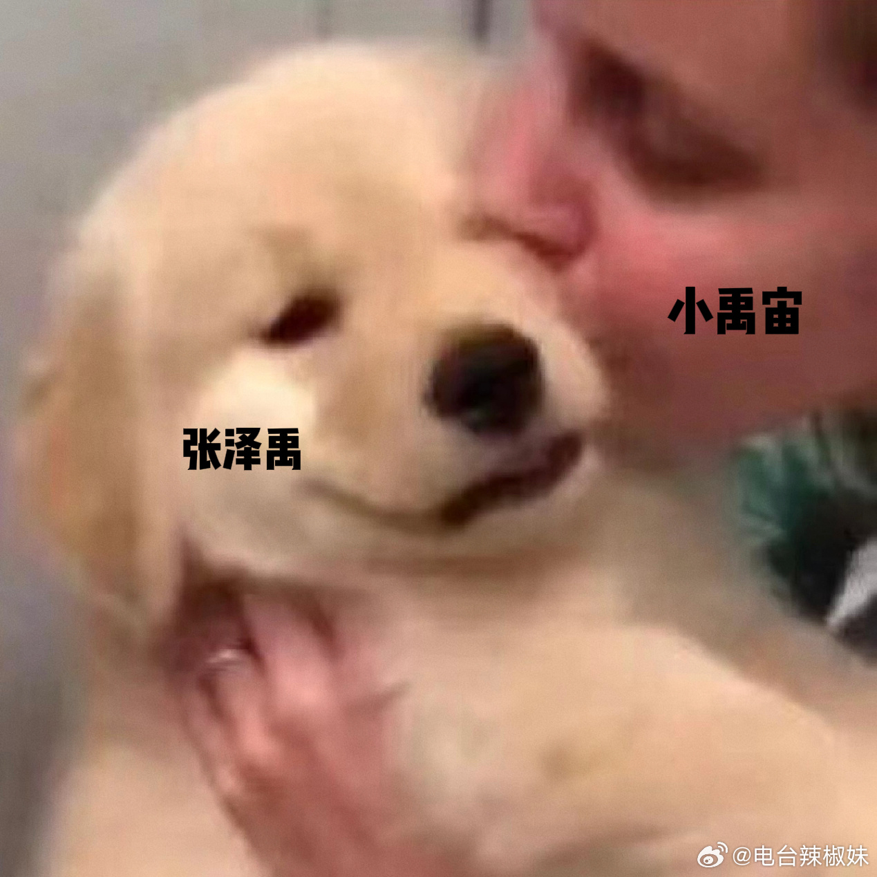 只有小禹宙对张泽禹是真爱