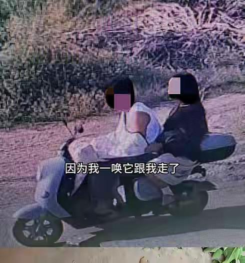 狗，偷不得。
一对夫妻因为在路边把一只边牧偷走，可能面临6个月至一年刑期。

百