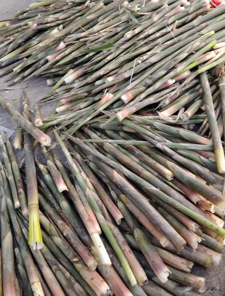 今天下午，天气晴朗。楼上的小王是大庙口人，她说她们那儿山多，竹笋也多，邀我去大庙