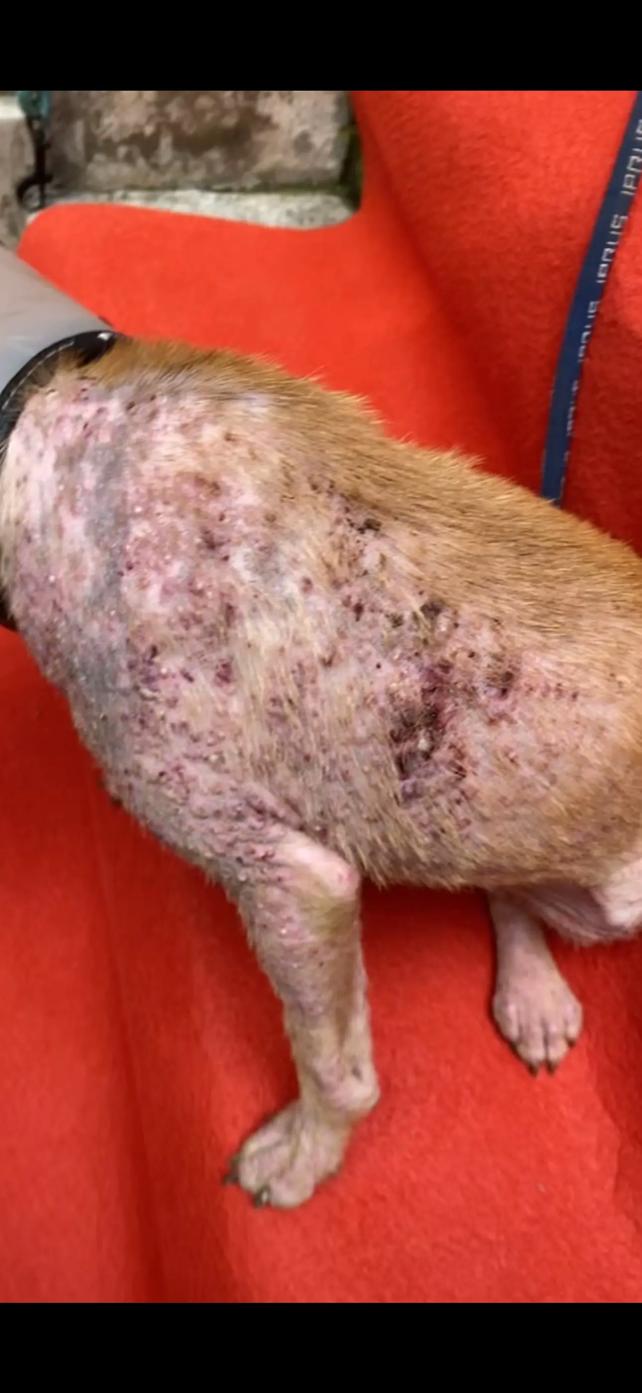 之前元元因为皮肤问题被主人抛弃，可能之前没有内外驱虫，所以得了严重的皮...