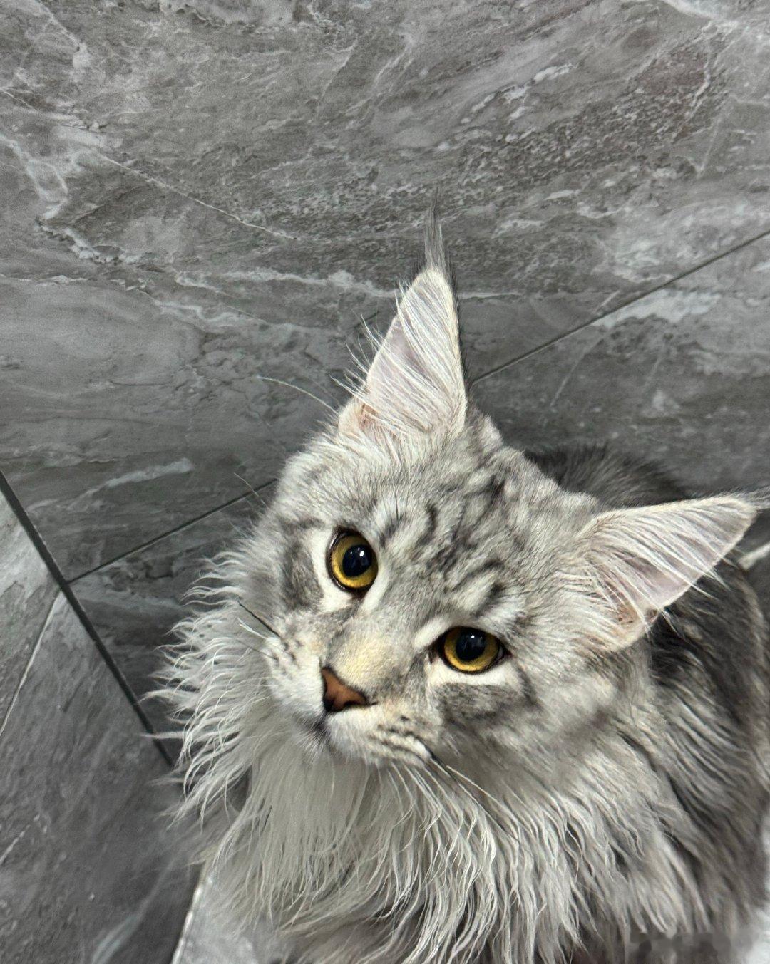 原来小猫也会有分离焦虑每次出门它都要扒行李箱，回来第一时间蹭遍全身，这黏人程度藏