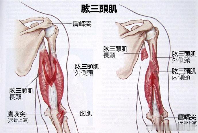 一个伤害性极强的动作 ——肘击肘关节上突出的一块骨头，因为尖尖的类似鹰嘴，所以我