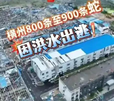 近日广西横州遭遇强降雨洪涝，当地一家私人养蛇场被洪水冲垮，八九百条蛇顺势逃入村落