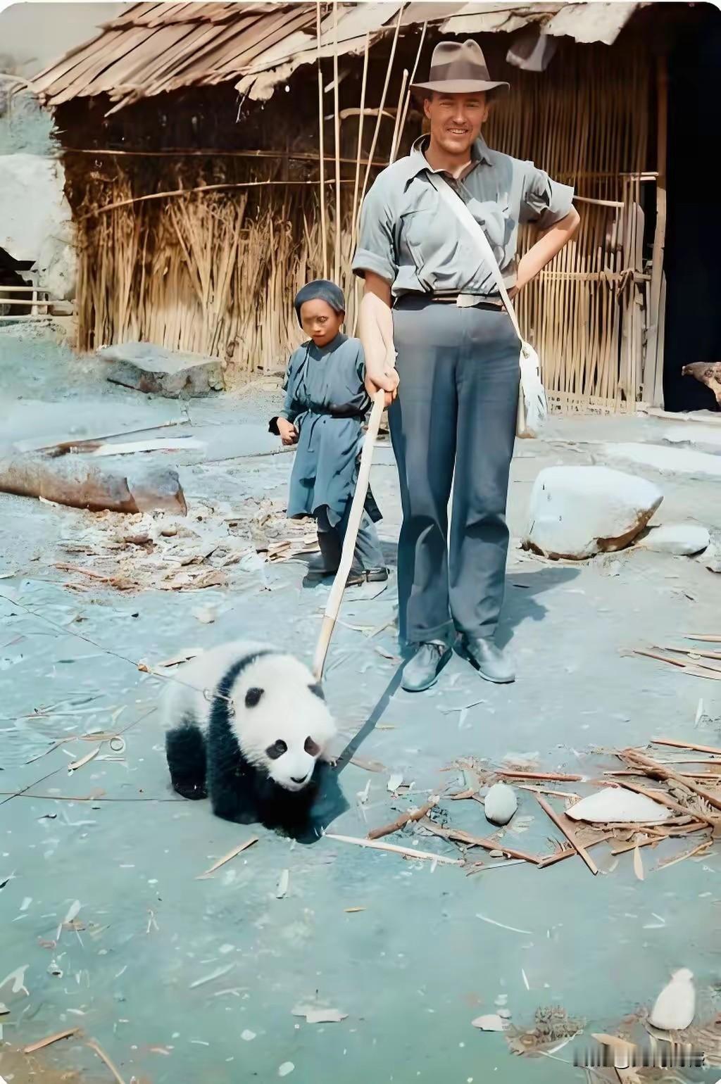 老外牵着熊猫溜达的画面，并不是现在拍摄下来的，现在大熊猫是国宝，不可能发生牵着溜