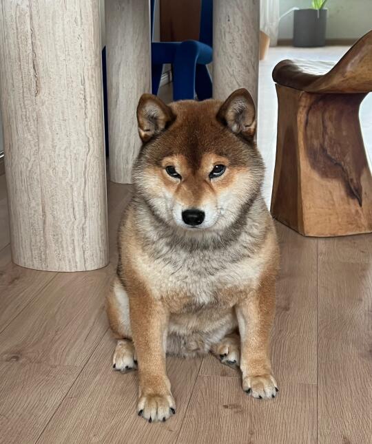 狗：一点母爱不给是吧