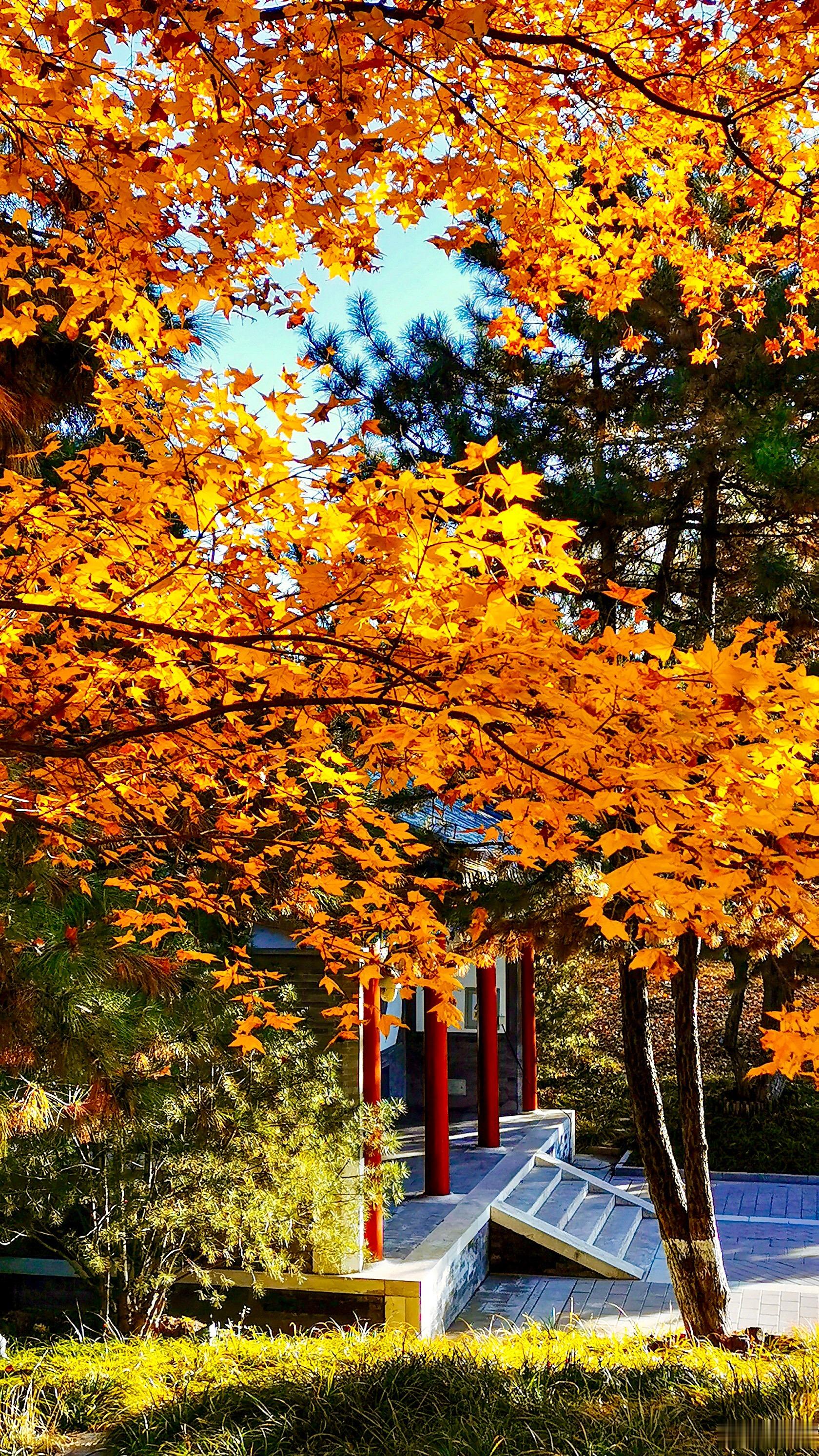 【北京园博园】几树丹枫迎凉月  半坡黄菊待霜天。（爽风楼联） 摄影   