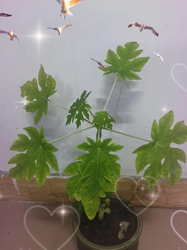 晒图笔记大赛房间里的番木瓜，叶子小得可怜。