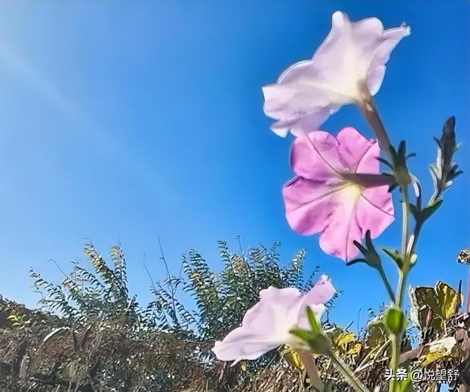 现在已经10月底了
这牵牛花竟然还开的如此娇艳
花期可真长啊
是谁说牵牛花是短命