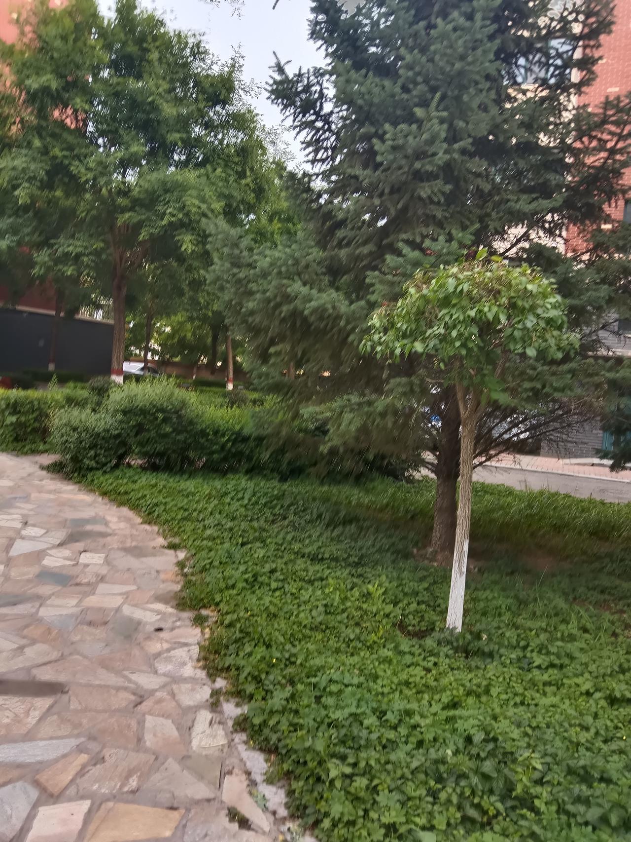 绿意盎然的公园小径，静享自然之美。🌿🍃🍃
