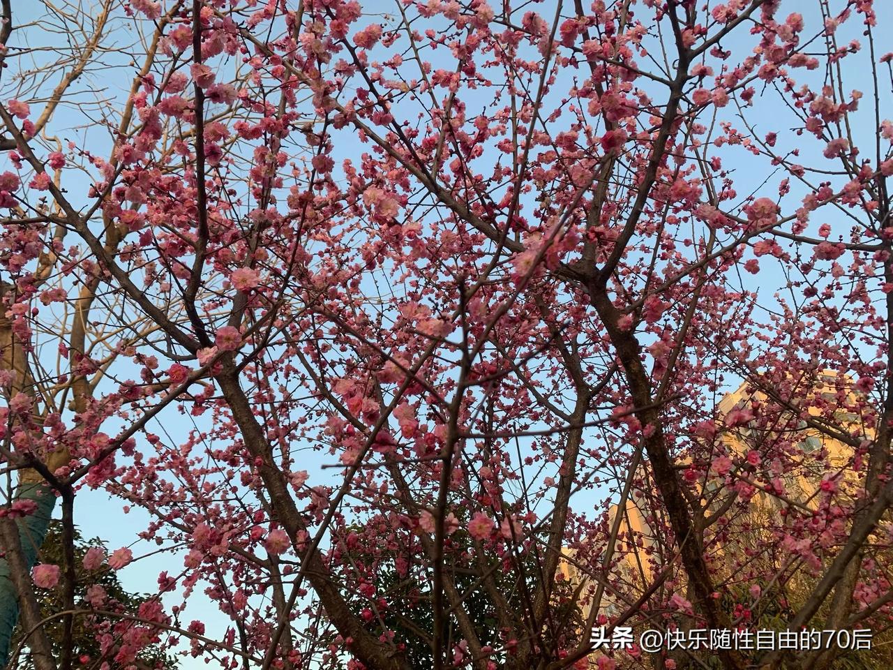 新年爱好打卡少年与爱永不老去，即便披荆斩棘，丢失怒马鲜衣。