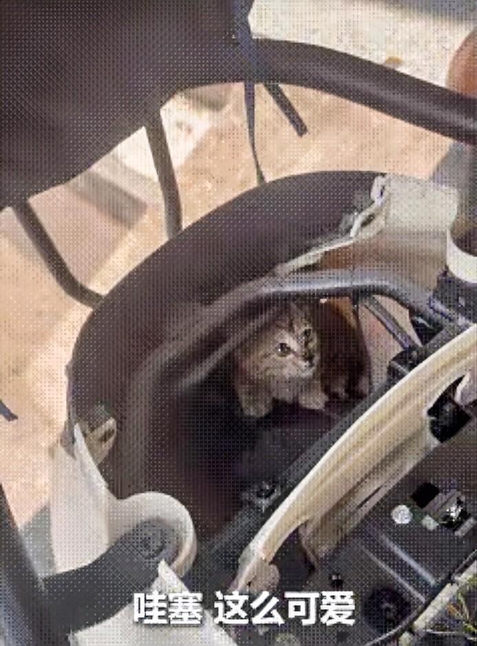 “被人民日报点赞了！”广东深圳，一女子骑电动车听到猫叫，可找遍全车都找不到，不料