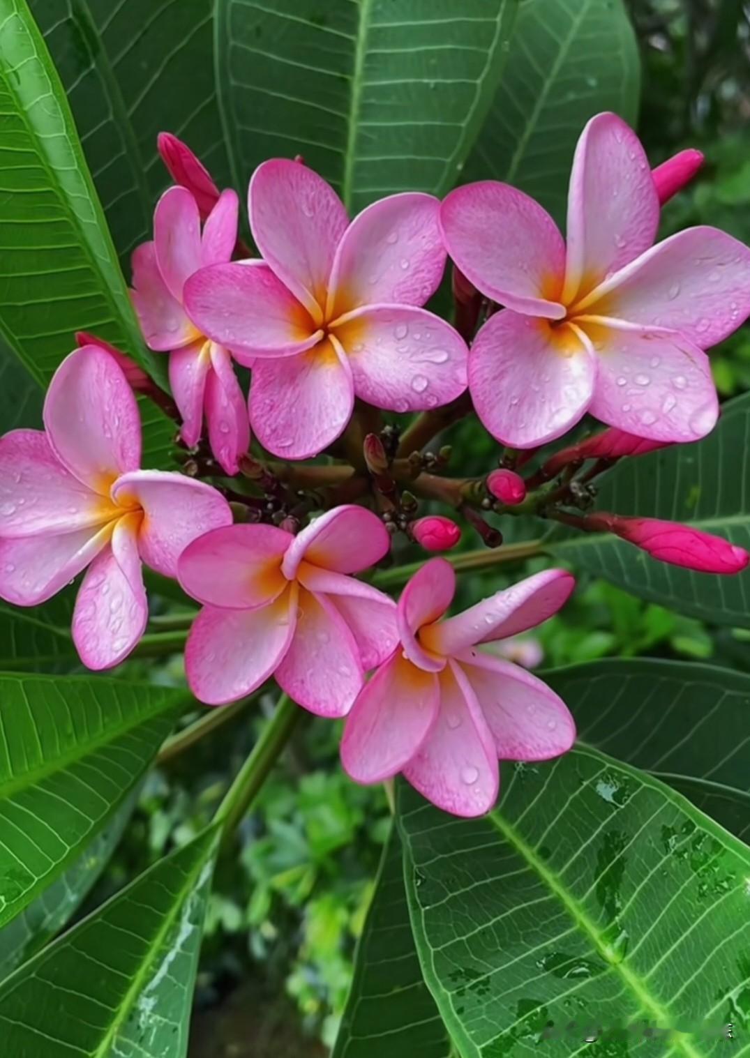 鸡蛋花绽放，粉白相间如诗如画，花语是孕育希望与新生。它不张扬却自带芬芳，像平凡日