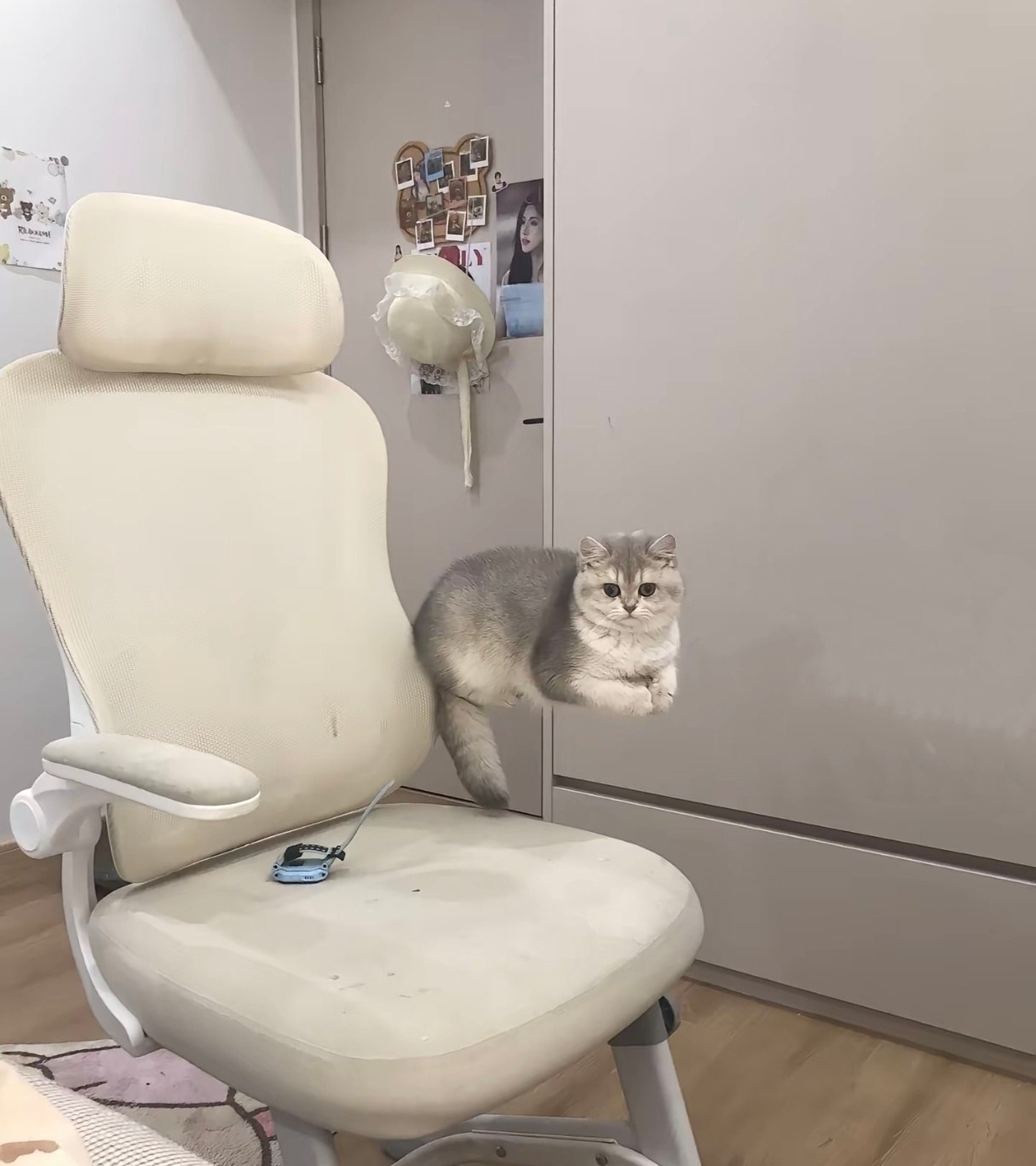 悬浮猫猫 