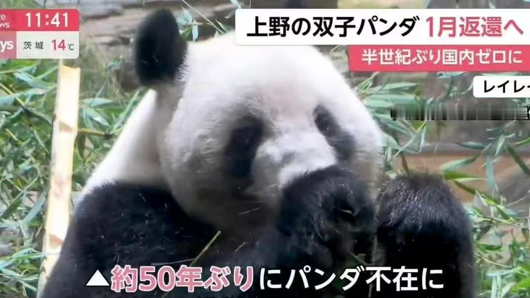 外交部回应日本将不再有大熊猫日本半个世纪以来首次无大熊猫时代即将到来，这都是小日