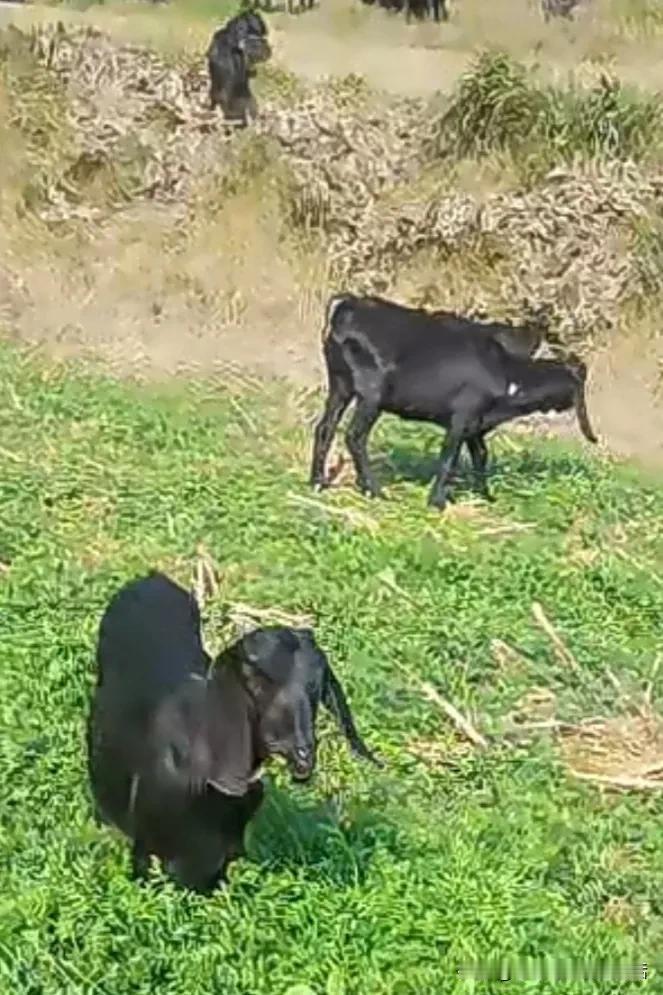 “黑山羊在田园里悠闲觅食，可爱极了！”🐑🌿📸小动物在觅食了 误入的小山羊 