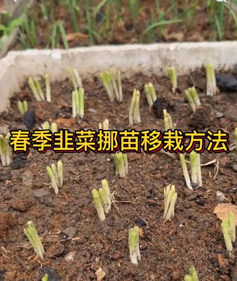 如何进行韭菜的分苗移栽韭菜分苗移栽可按以下步骤进行：在春季韭菜开始萌发新芽时，选