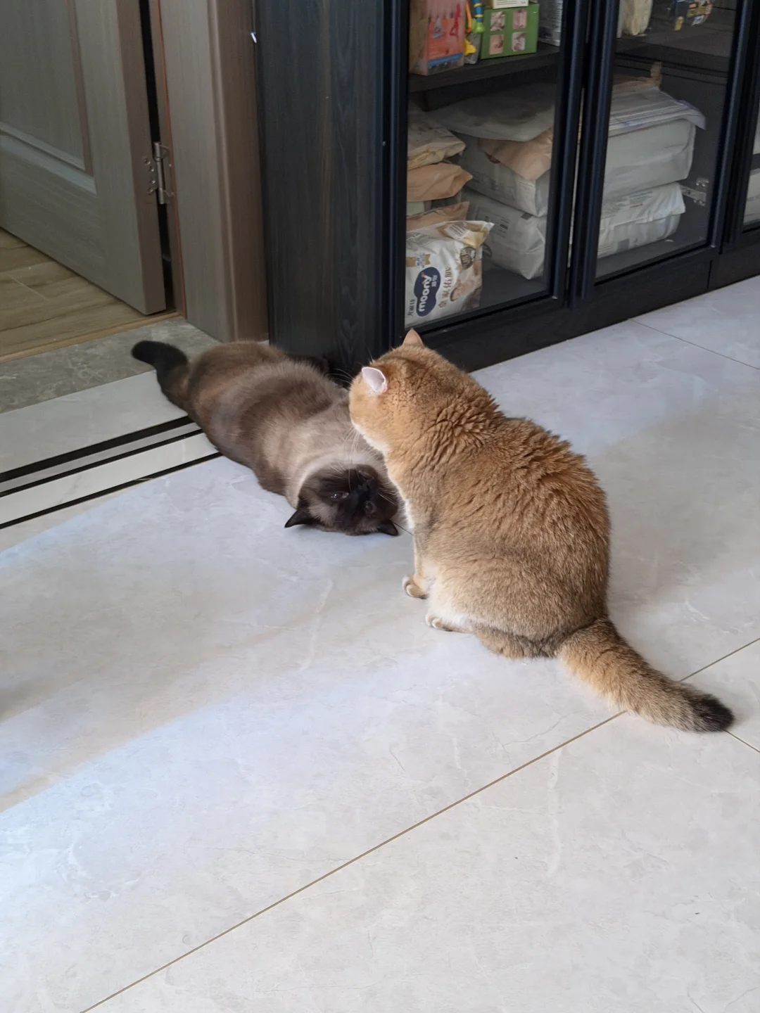两只小猪