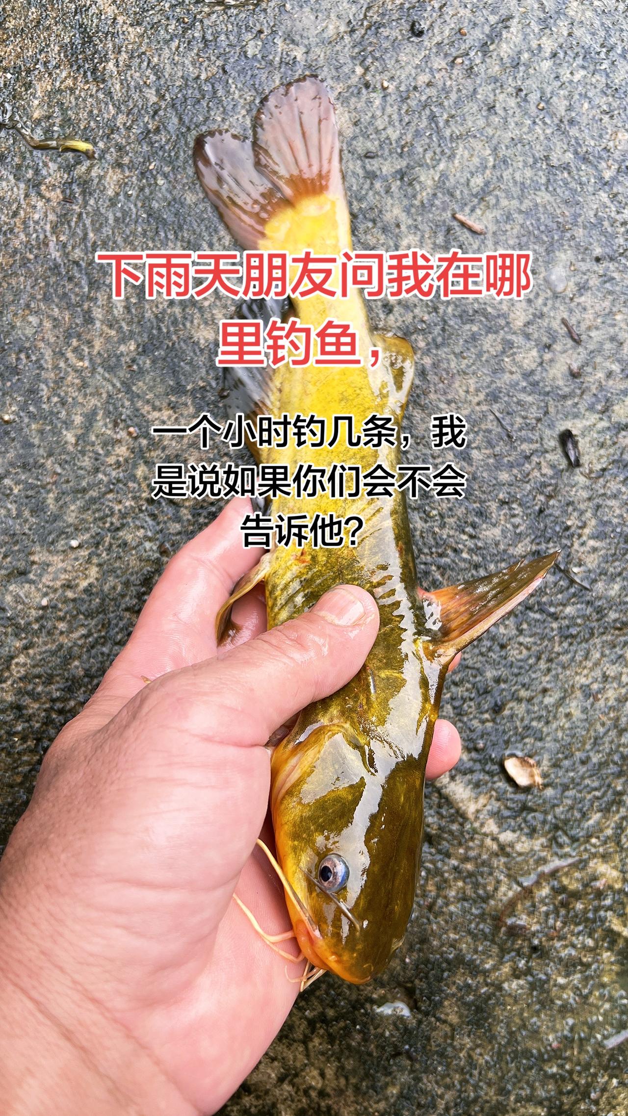 找到一个好位置，钓鱼一个小时几条，突然来的电话问我在哪里钓鱼，你们会不会告诉叫他