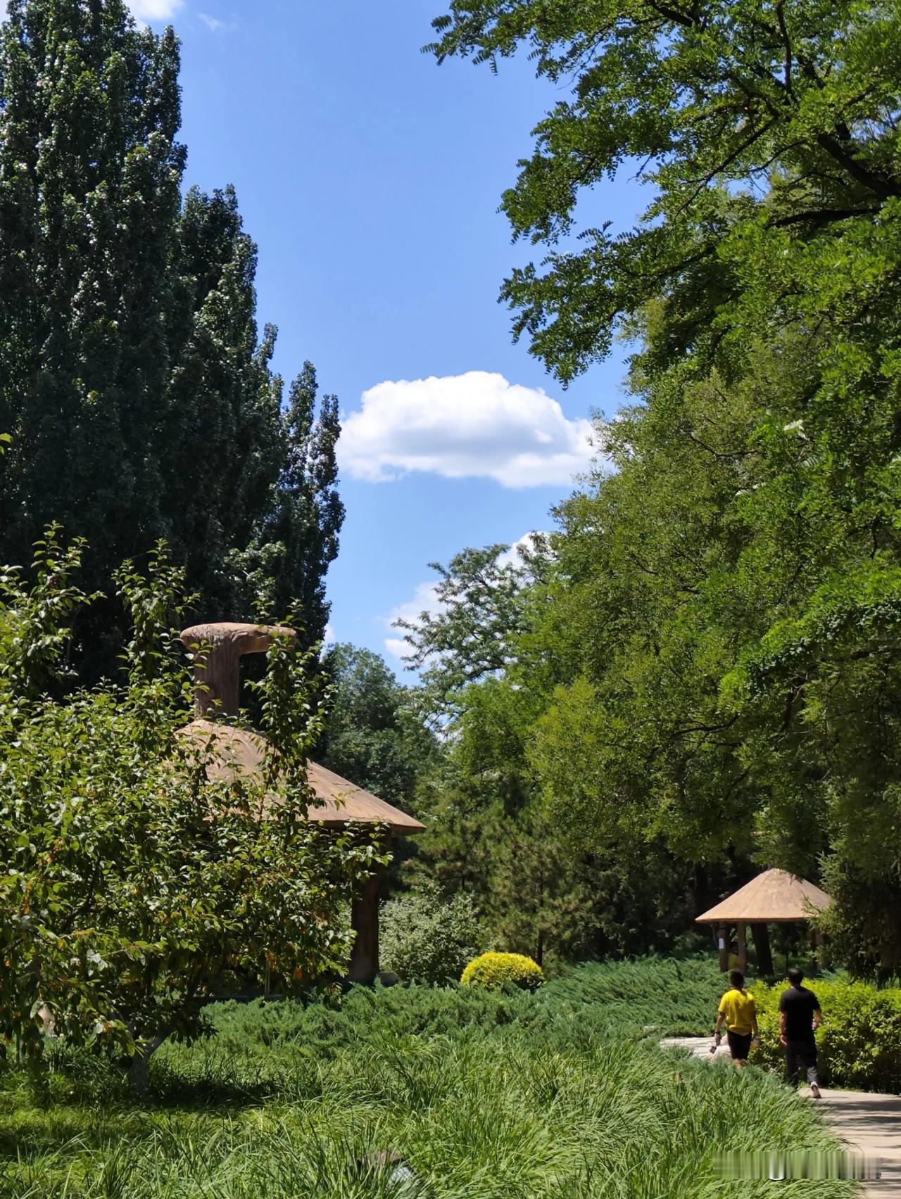 #夏季日常随手拍#中午公园散步，发现美景真不少啊！
蓝天白云 纯真无邪
绿树成荫