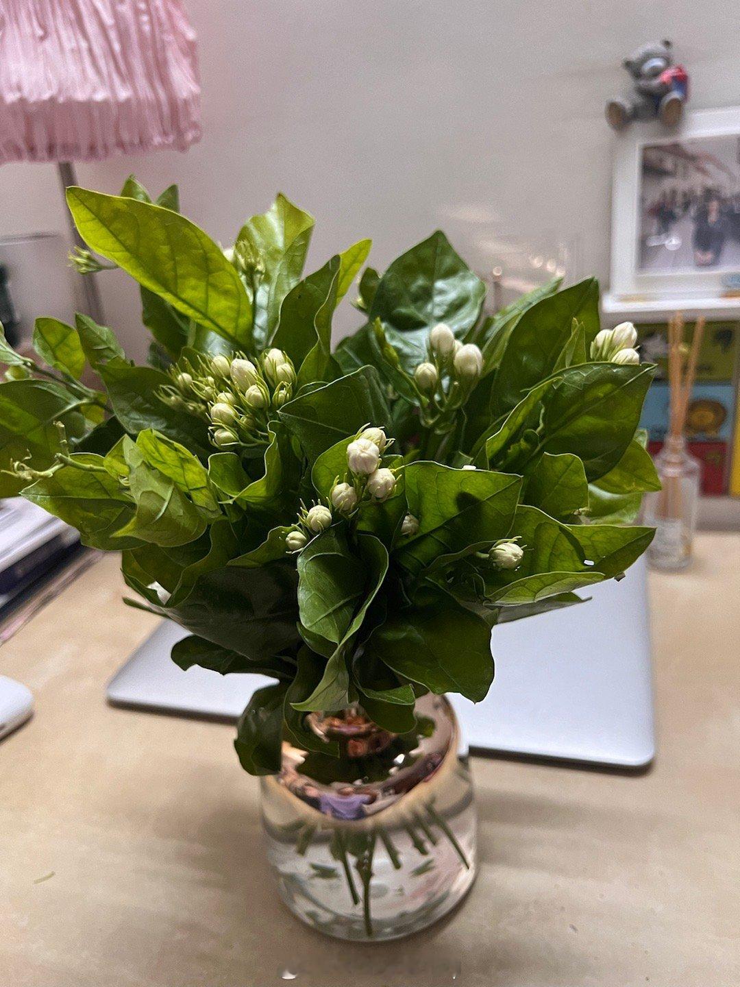我用昨天的围脖收益买了一束茉莉，可能我是那种宁愿吃泡面也要给生活增添一点色彩的人