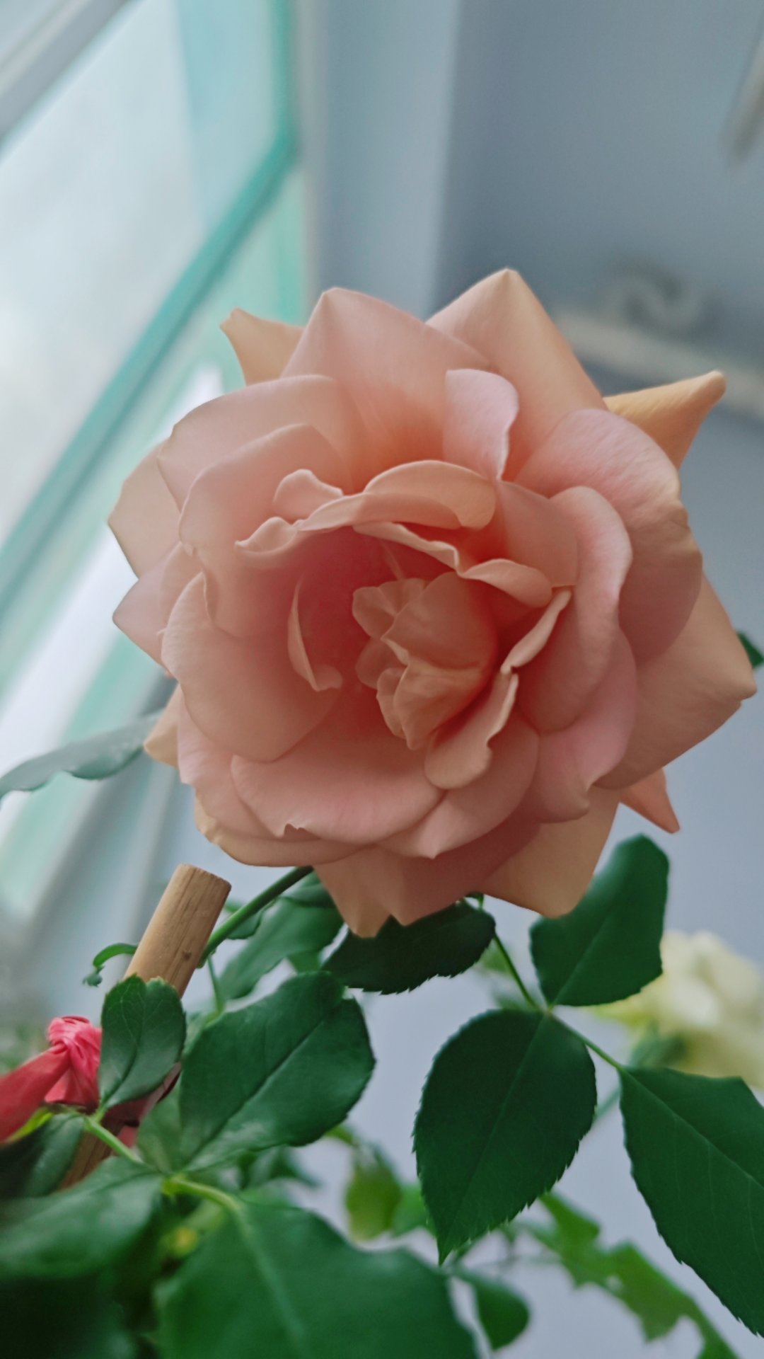 3块钱买的小苗，可可洛克。