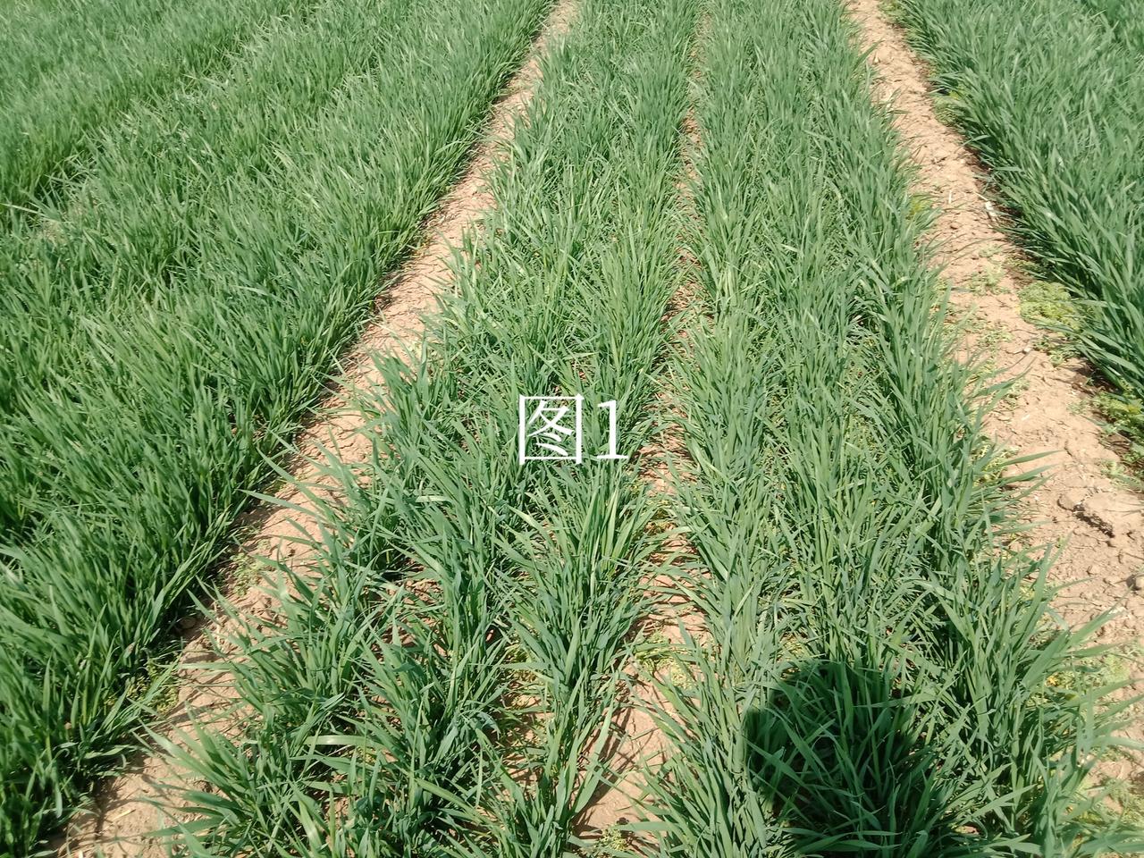 小麦打套餐与打磷酸二氢钾到底有什么不同，今天就让大家真实的看看。
大家好，这几天