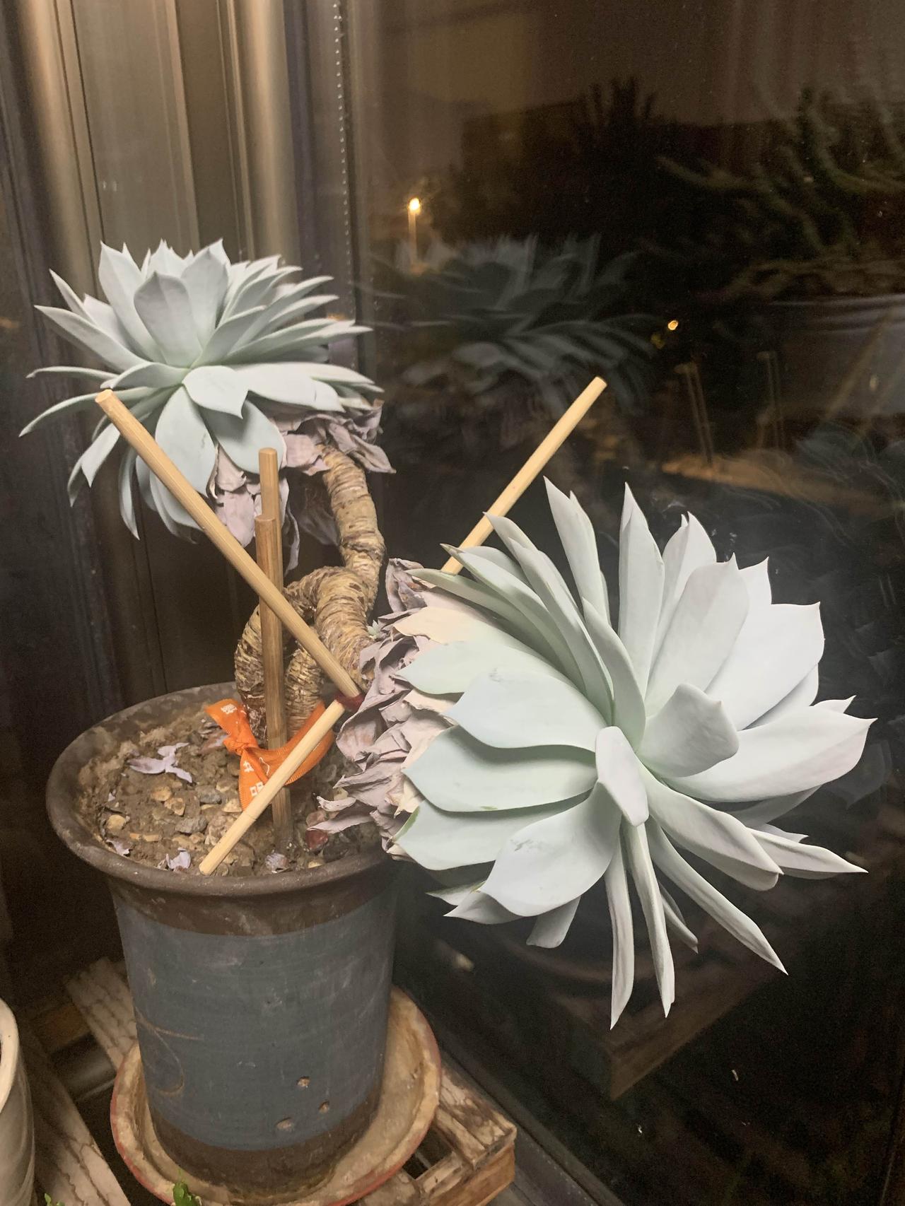 春日生活打卡季今天没事干，跟老部队的几个战友约着打惯蛋。从早上九点开始，中午简单
