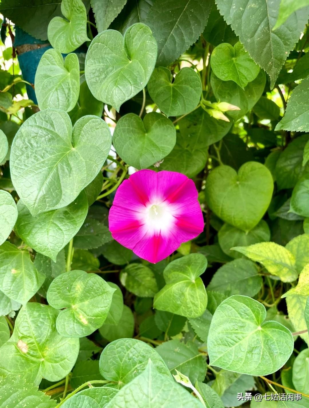 昨天婆婆参加同学会回来，没像往常那样急着说笑，坐在餐桌前好久没说话。

