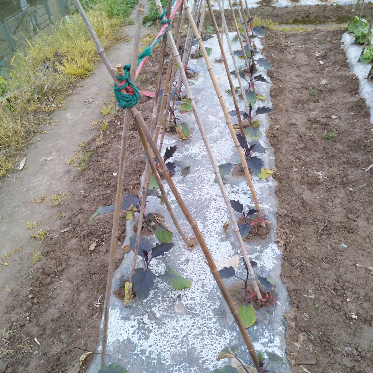 小菜园里，买苗栽种、买种子直播，哪个好？

这个，很难一概而论。我的体会是：自己