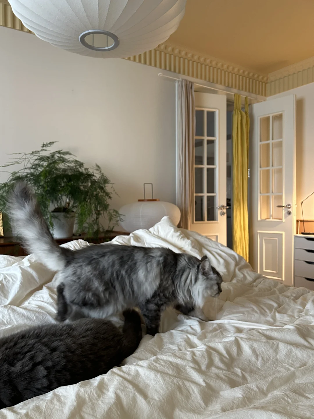 我的居住新主张：💛🧡《让家有生活》