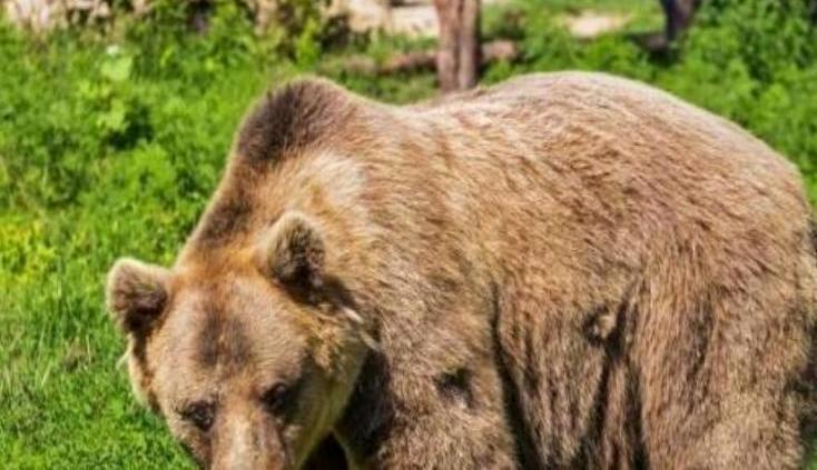 1998年俄远东虎熊生死对决：母虎的悲壮反击
 
1998年，俄罗斯一头棕熊趁母