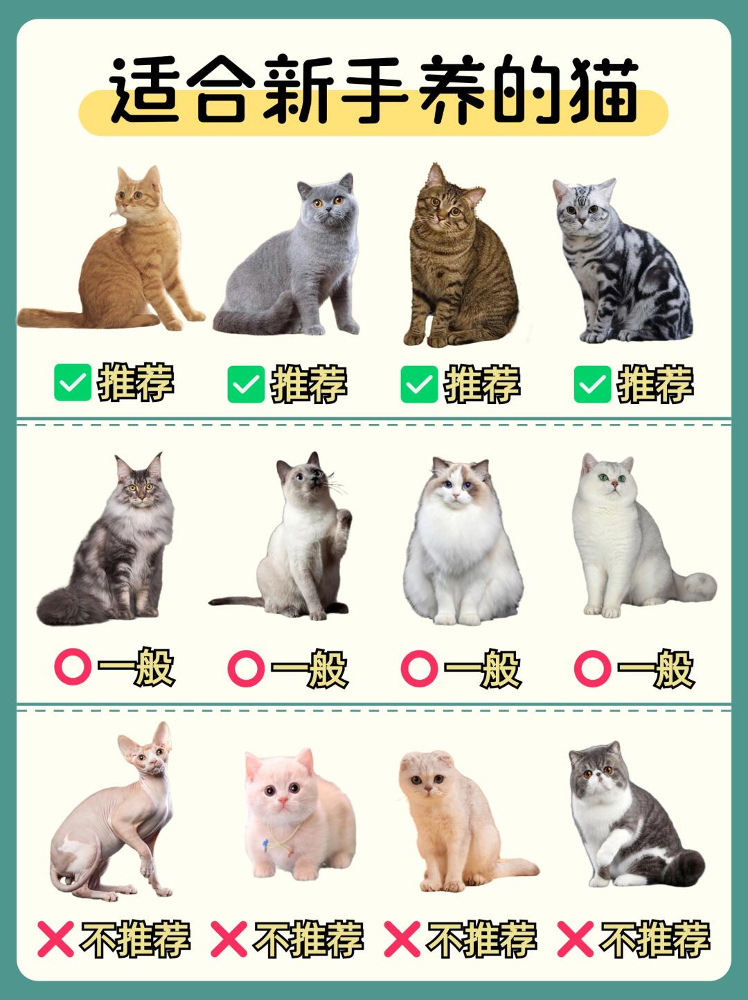 新手适合养什么猫⁉️品种｜性格｜挑猫避坑指南