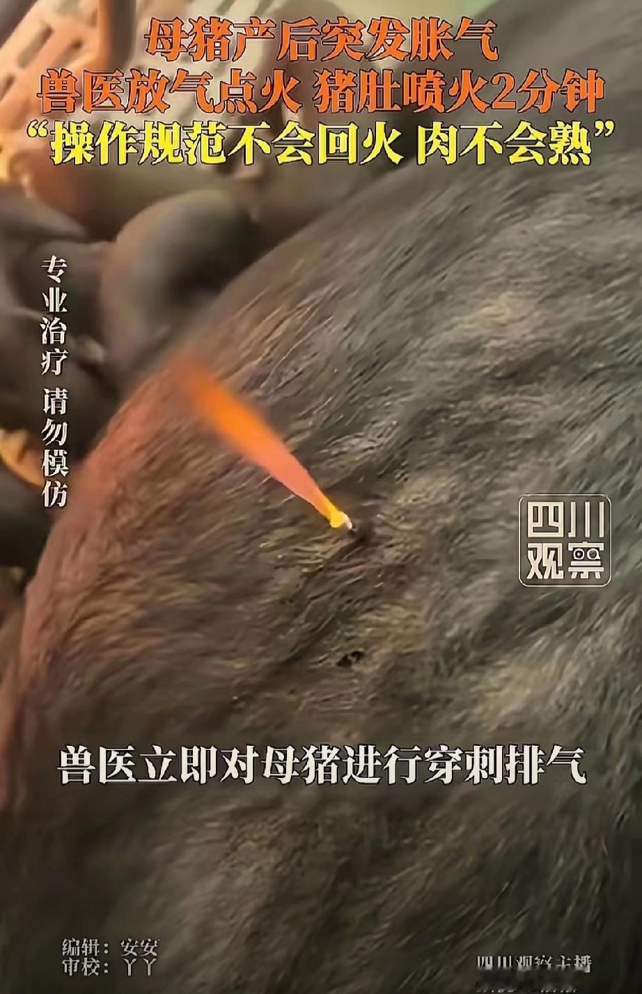 差点解释不清了！”贵州安顺，一男子家母猪产后肚子发胀，刚开始以为是奶水太足撑得，