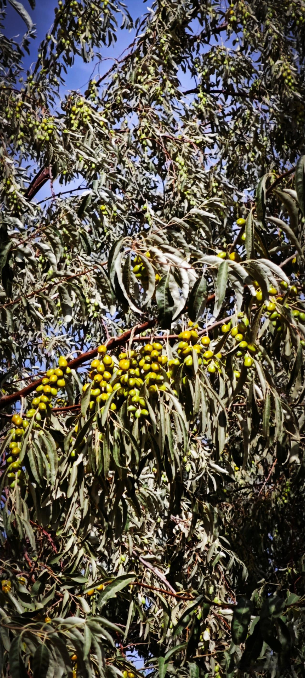 芦水湾的健身步道旁，是密密匝匝的沙枣林。一眼望去果实累累，像葡萄一样一大串一大串