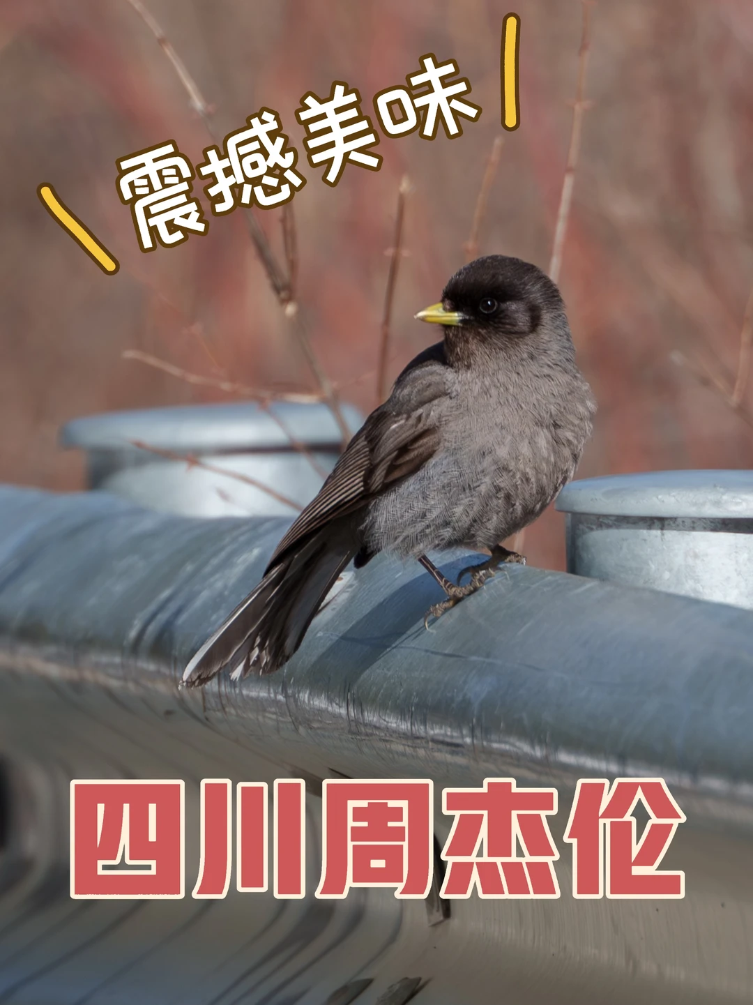 让我们恭喜这位女士与黑头噪鸦成功会晤