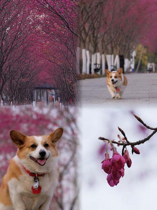 带上小狗去樱花步道溜达溜达吧